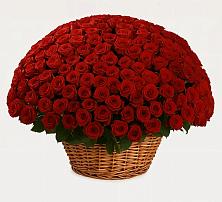 Премиум букет из: Розы в Северодвинске